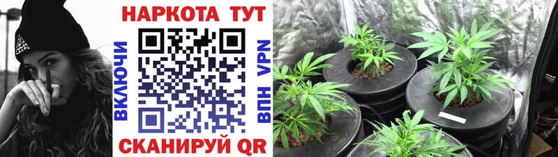 ГАШ Купино
