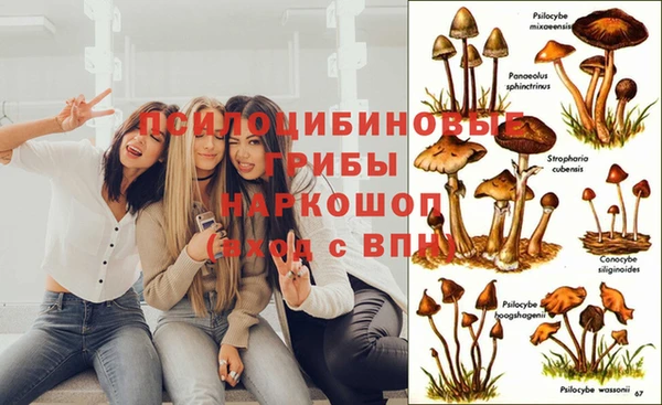 ПСИЛОЦИБИНОВЫЕ ГРИБЫ Новокубанск
